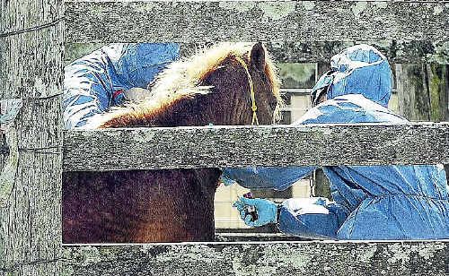 Biosecurity Queensland staff move a horse to a quarantine paddock after testing of a dead animal showed positive for Hendra virus. Biosecurity Queensland staff move a horse to a quarantine paddock after testing of a dead animal showed positive for Hendra virus.
